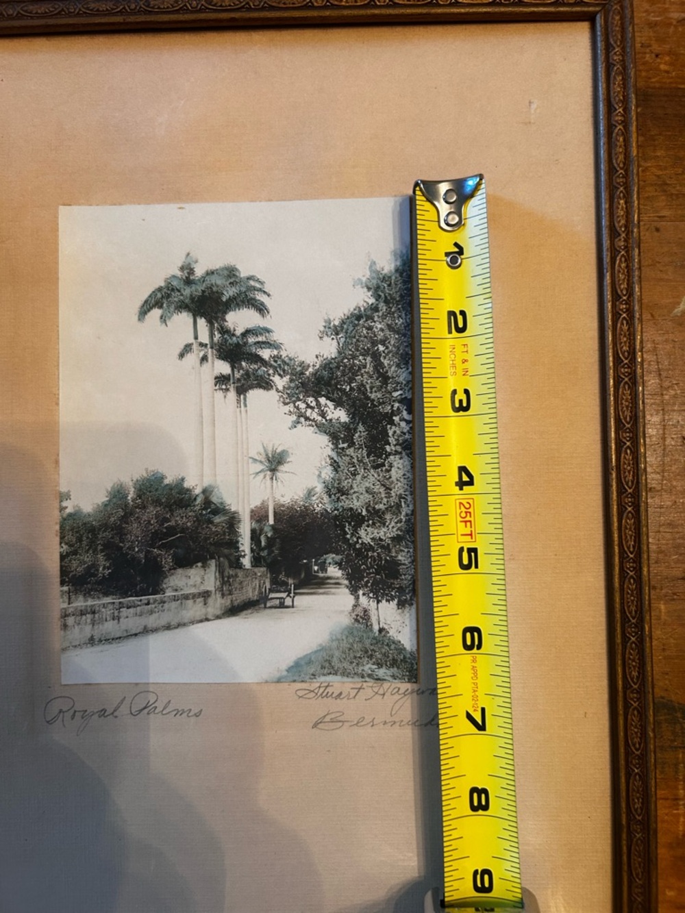 Orig. SIGNED hand-tinted 1920 photograph by Stuart Hayward. Royal Palms, Bermuda - Picture 8 of 9